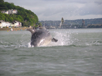 Bottlenose dolphin tossing Mullet Cork Hbr. 15/05/07 © Conor Ryan